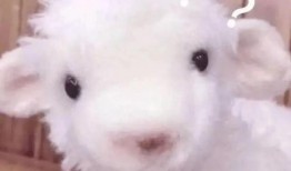 小羊爆料谣言视频,真相与误解的交织